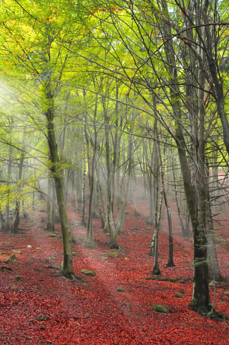 fotografare l'autunno - autunno - istanti in viaggio - foglie e colori - panorama autunnale - bosco autunnale